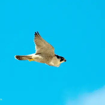 Fotografía Falco peregrinus (1 de 5)