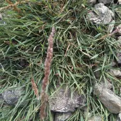 Fotografía Agrostis stolonifera