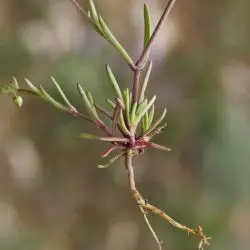 Arenaria obtusiflora subsp ciliaris (2 de 2)