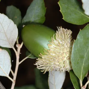 Quercus suber (4 de 5)