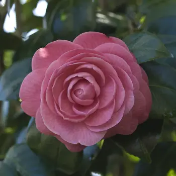 Camellia japonica 'Mathotiana Rosea' (2 de 2)
