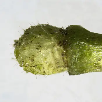 Ranunculus omiophyllus (4 de 5)