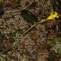 Fotografía Narcissus asturiensis (1 de 2)