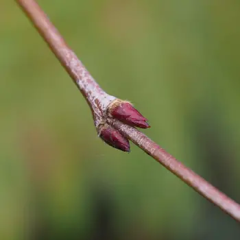 Acer palmatum 'Ichigyoji' (5 de 5)