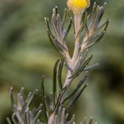 Helichrysum stoechas (3 de 3)