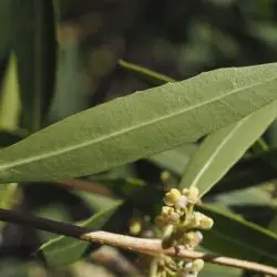 Phillyrea angustifolia (3 de 3)