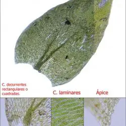 Plagiothecium platyphyllum (3 de 3)