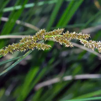 Carex paniculata subsp. lusitanica