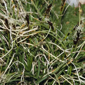 Fotografía Carex curvula subsp. curvula (1 de 6)