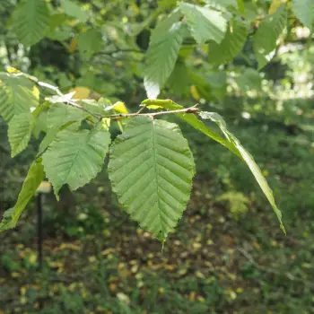 Carpinus betulus (3 de 3)