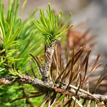 Pinus banksiana (5 de 6)