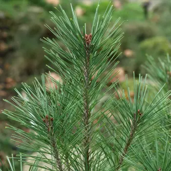 Pinus densiflora 'Umbraculifera' (3 de 6)