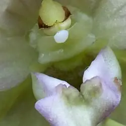 Fotografía Epipactis helleborine subsp. helleborine (2 de 3) 