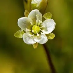 Fotografía Drosera rotundifolia