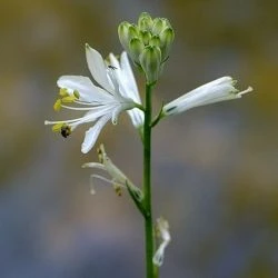 Paradisea lusitanica