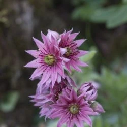 Sempervivum arachnoideum