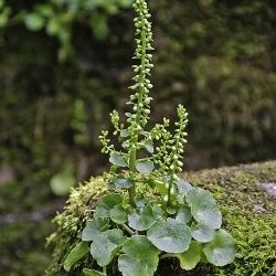 Umbilicus rupestris