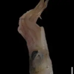 Sthenoteuthis pteropus (2 de 3)