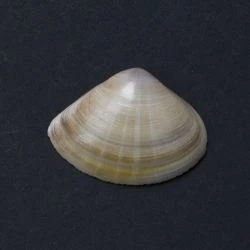 Mactra stultorum