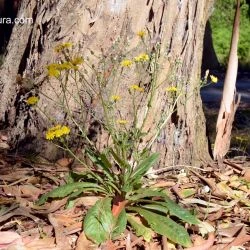 Crepis novoana