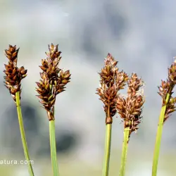Fotografía Carex lucennoiberica (1 de 3)