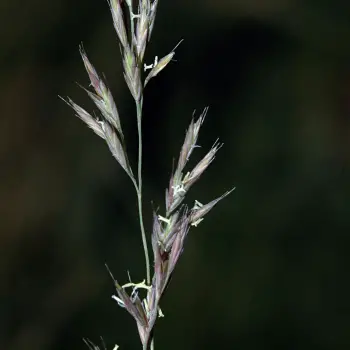 Festuca trichophylla subsp. iberica (1 de 3)