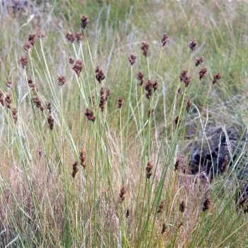 Carex leporina (3 de 3)