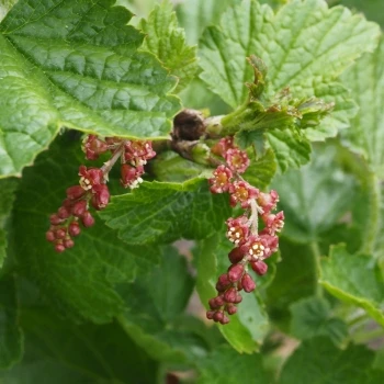 Ribes petraeum