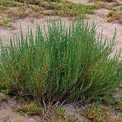 Sarcocornia fruticosa