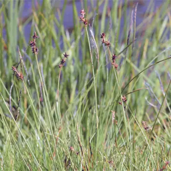 Carex echinata (1 de 2)