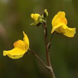 Fotografía Utricularia vulgaris (3 de 3)