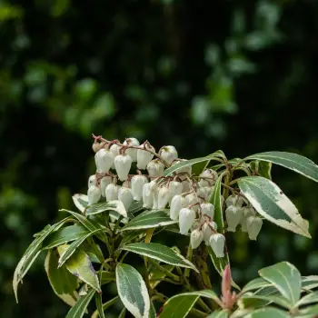 Pieris japonica 'Variegata' (1 de 2)