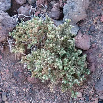 Frankenia ericifolia