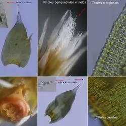 Hedwigia ciliata (3 de 3)