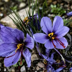 Crocus sativus (2 de 3)