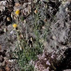 Fotografía Centaurea ornata (1 de 3)