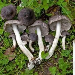 Tricholoma orirubens