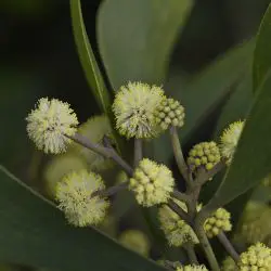 Flor, inflorescencia