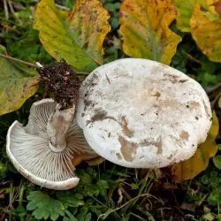 Clitocybe inornata (Sowerby) Gillet