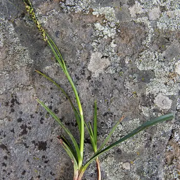 Carex asturica (2 de 3)
