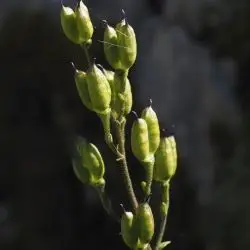 Fotografía Aconitum napellus subsp. vulgare (1 de 2)