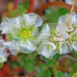 Fotografía Paronychia kapela subsp. serpyllifolia (2 de 2) 