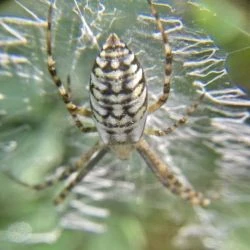 Fotografía Argiope bruennichi (2 de 3)