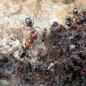Fotografía Camponotus ruber (2 de 3)
