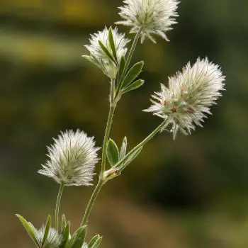 Trifolium arvense (2 de 2)