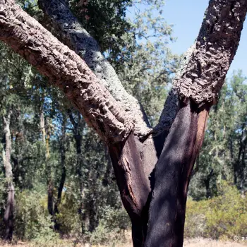 Alcornoque (Quercus suber) (1 de 2)