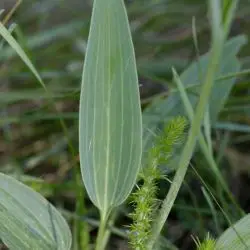 Ranunculus bupleuroides