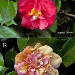 Ciborinia camelliae L.M. Kohn (1 de 3)