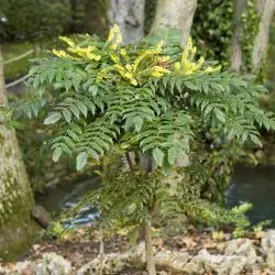 Mahonia japonica
