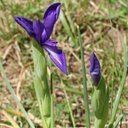 Iris latifolia (1 de 2)